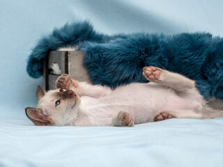 Siamese pussycat in home on blue - 401494286