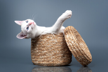 White blue-eyed kitten sits in a wicker basket on a blue background - 401494485