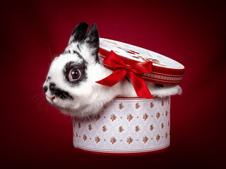 rabbit butterfly sitting in a gift box on a red background - 401495631