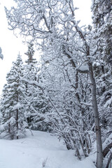 White snowy snow covered boreal forest in northern Canada, Yukon Territory during the winter months of cold, frost and beautiful white covered landscape. 