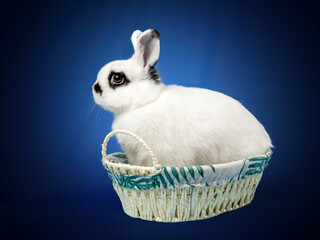rabbit butterfly sitting on a blue background in different subjects - 401496015