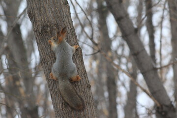 squirrels in the Park in winter