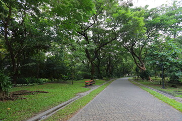Many big trees provide shade in the park