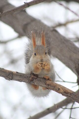 Naklejka na ściany i meble squirrels in the Park in winter