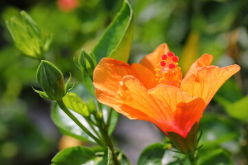 Closeup Hibiscus flower in the Garden