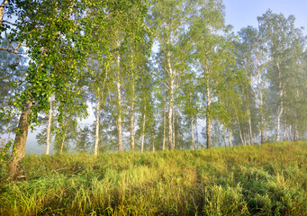 Birches in the morning light