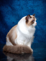 ragdoll colourpoint cat with blue eyes looking at the camera, one sitting one lying down on a blue background - 401497015
