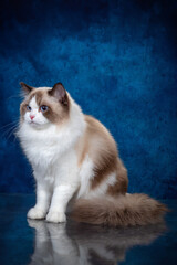 ragdoll colourpoint cat with blue eyes looking at the camera, one sitting one lying down on a blue background - 401497028