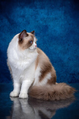 ragdoll colourpoint cat with blue eyes looking at the camera, one sitting one lying down on a blue background - 401497045