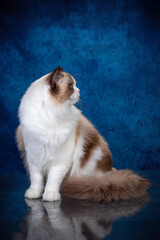 ragdoll colourpoint cat with blue eyes looking at the camera, one sitting one lying down on a blue background - 401497068