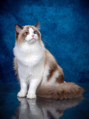 ragdoll colourpoint cat with blue eyes looking at the camera, one sitting one lying down on a blue background