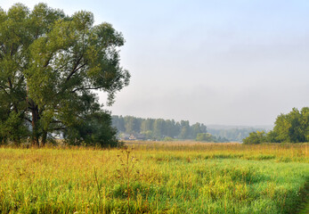 Meadow among the trees in the morning