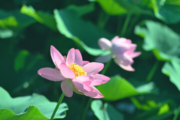 Fototapeta premium 千葉市千葉公園の大賀ハス開花
