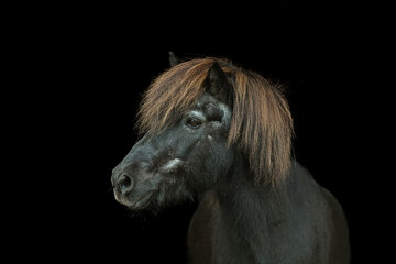Islandpferd © Tina Bauer