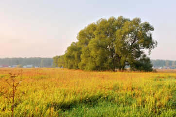 Meadow among the trees in the morning