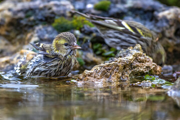 Zeisig (Carduelis spinus) Weibchen