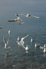 Seagulls over water in the Black Sea in Adler.