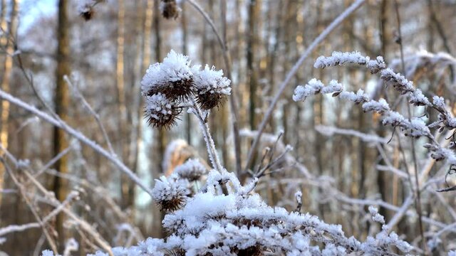 Dried thistle covered with the frost in a winter forest.