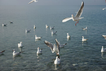 Seagulls over water in the Black Sea in Adler.