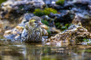 Zeisig (Carduelis spinus) Weibchen