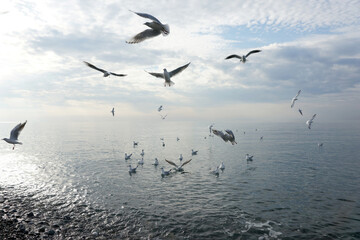 Seagulls over water in the Black Sea in Adler.