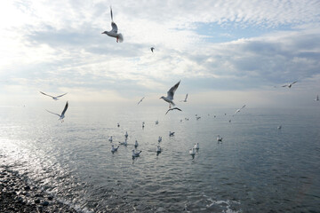 Seagulls over water in the Black Sea in Adler.