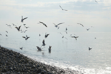 Seagulls over water in the Black Sea in Adler.