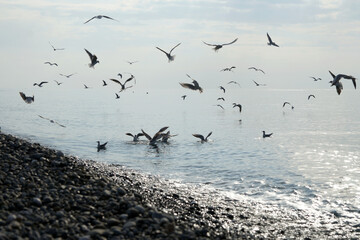 Seagulls over water in the Black Sea in Adler.