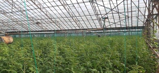 system in a farm, tomato greenhouse, tomato field, vegetable greenhouse, organic agriculture, organic tomato, organic food, greenhouse, production facility