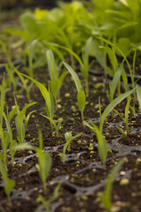 
green millet bud on the soil.