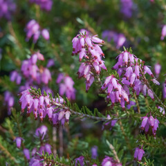 winter heath