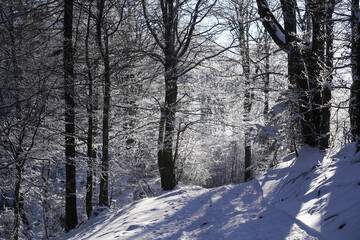 Winter forest and tree branches covered with snow in sunny day in mountains