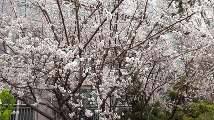 Apricot flower on nature background