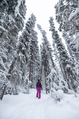 Woman in ski gear walking along snowy, white and snow covered trail in northern Canada, Yukon during winter time with huge amounts of snowy whiteness surrounding person on walking path. 