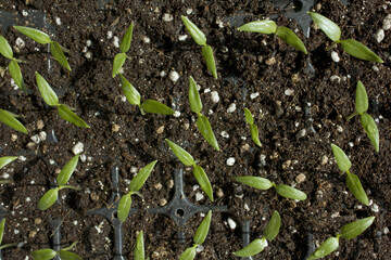 Young plant in the soil