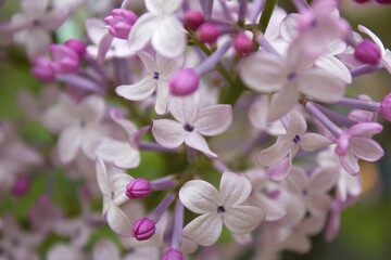 Fototapeta na wymiar close up Lilac flowers in garden