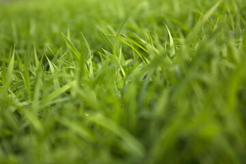 spring season abstract natural background of green rice farm close up with water drop . grass with water drops . 