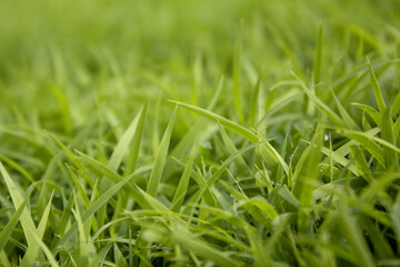spring season abstract natural background of green rice farm close up with water drop . grass with water drops . 