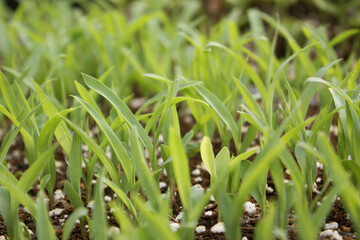 
green millet bud on the soil.
