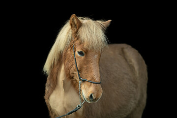 Islandpferd © Tina Bauer
