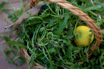 Chicory , fresh, organic, in a basket.