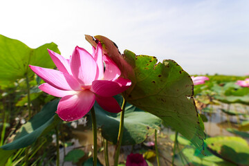 lotus flower blooming in summer pond with green leaves as background
