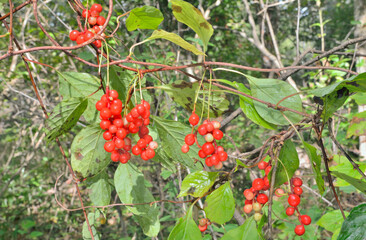 Far-Eastern plant (Schisandra chinensis)