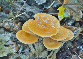 Edible mushrooms (Kuehneromyces mutabilis)