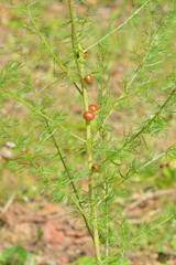 Plant wild asparagus (Asparagus schoberioides)
