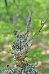 Figured twig