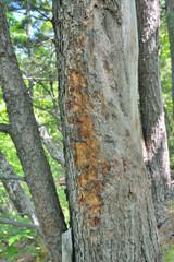 Pine, which the boar scratches