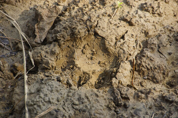 Tiger paw print on mud in chitin national park, Nepal.