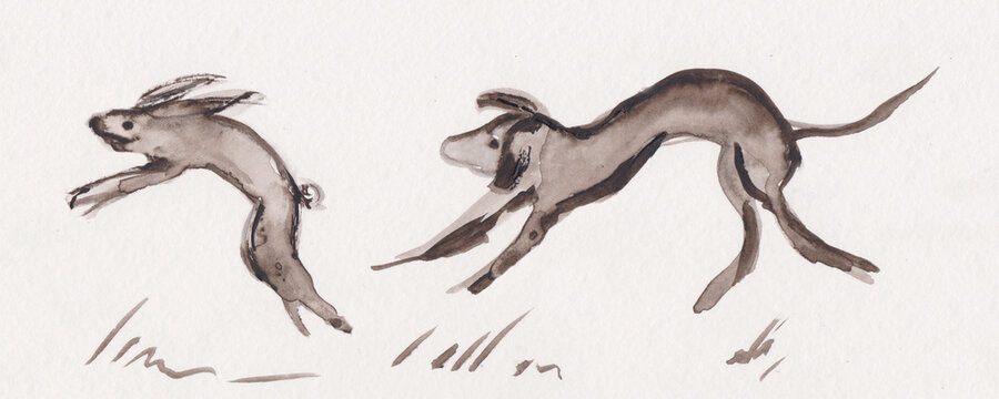 hare running from a gochi dog
