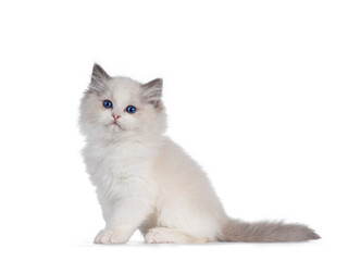 Obraz premium Adorable bicolor Ragdoll cat kitten, sitting side ways. Looking beside camera with deep blue eyes. Isolated on white background.